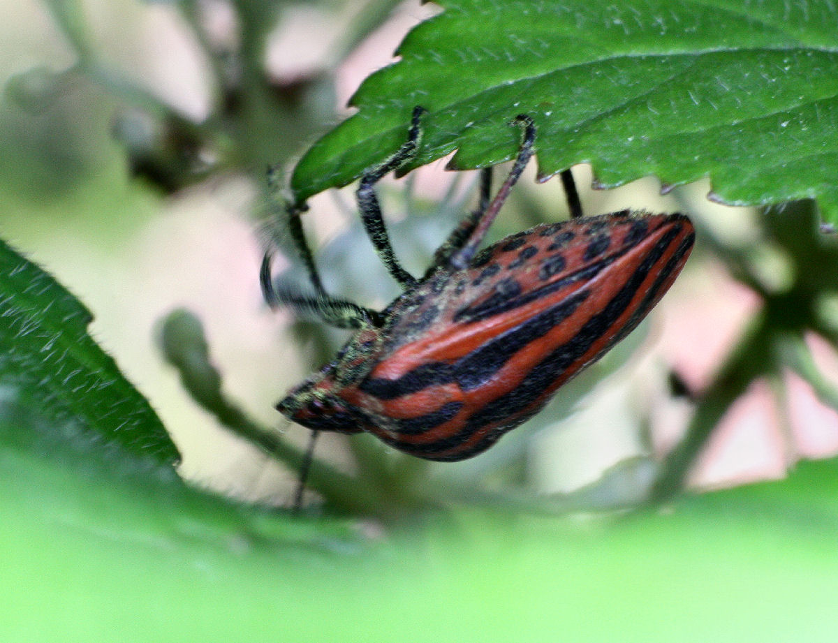 Graphosoma lineatum italicum? S